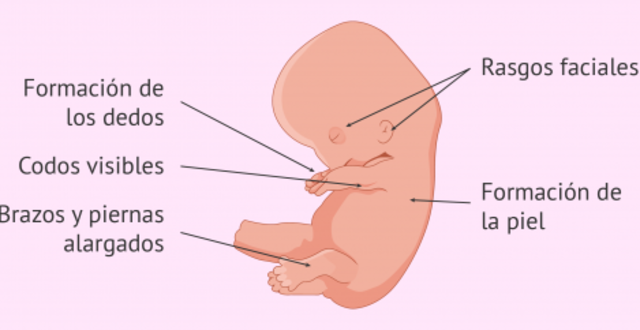 PERIODO EMBRIONARIO 3-5 SEMANAS