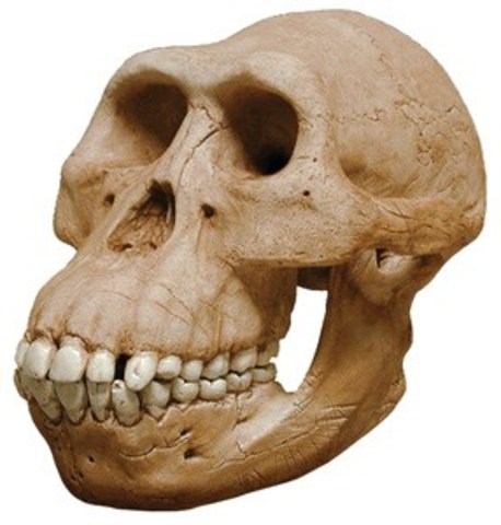 Australopithecus