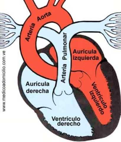 La circulación de la sangre