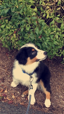 12am: Puppy Training Time