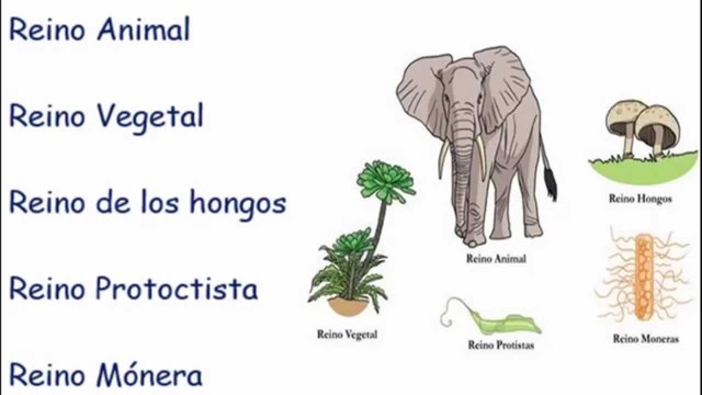 Clasificación de los seres vivos en reinos