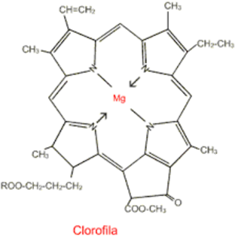 Estructura de la Clorofila