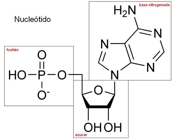 Nucleótidos