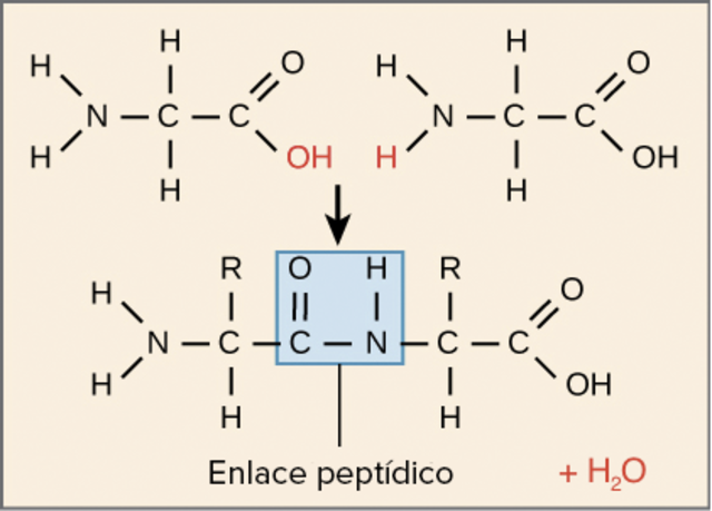 Enlace Peptidico