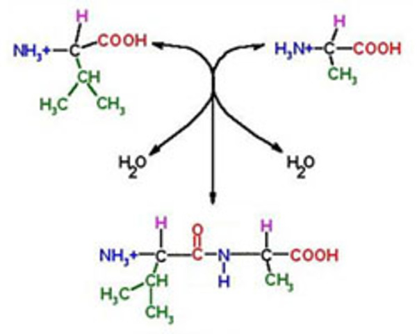Cadena Polipeptídica