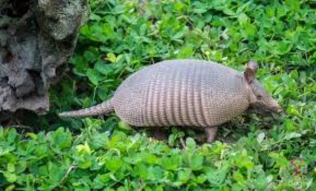 la gran fauna de Colombia