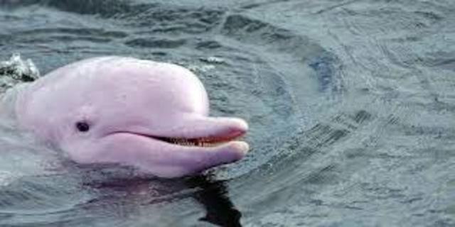 PORQUE TENEMOS TANTA FAUNA