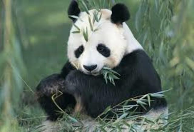 LOS ANIMALES EN PELIGRO DE EXTINCIÓN