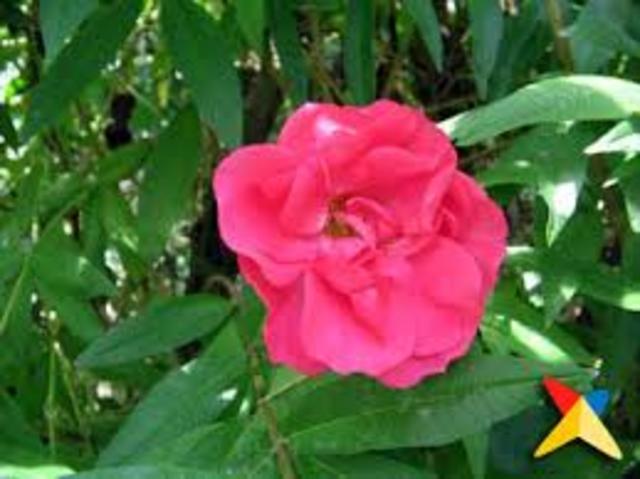 LA FLORA DE COLOMBIA