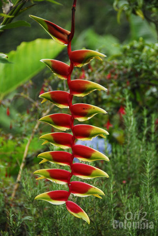 LAS FLORES QUE REPRESENTAN A COLOMBIA