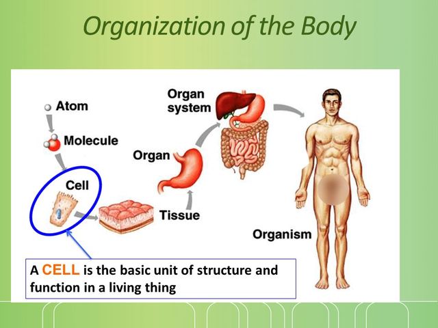 STEP 3 :CELLS, TISSUES, ORGANS AND SYSTEMS