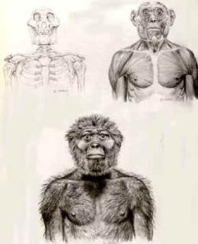 Australopithecus Afarensis