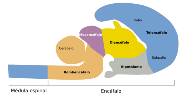 Formación de vesículas primarias y secundarias