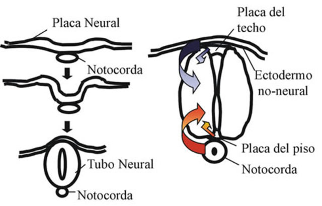 Patrón Dorso-Ventral en el tubo neural