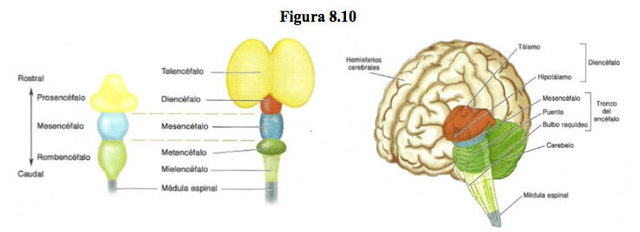 Las 5 vesículas segmentadas
