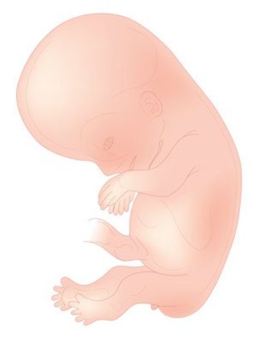El desarrollo del embrión en el segundo mes de embarazo