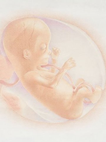 El desarrollo del feto en el cuarto mes de embarazo