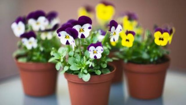 Desarrollo de las hojas