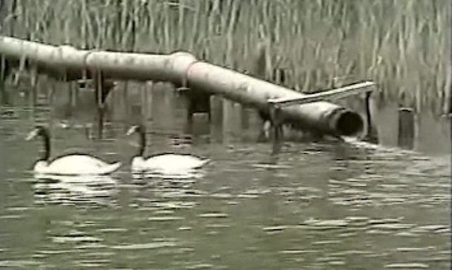 El santuario sin cisnes en Valdivia