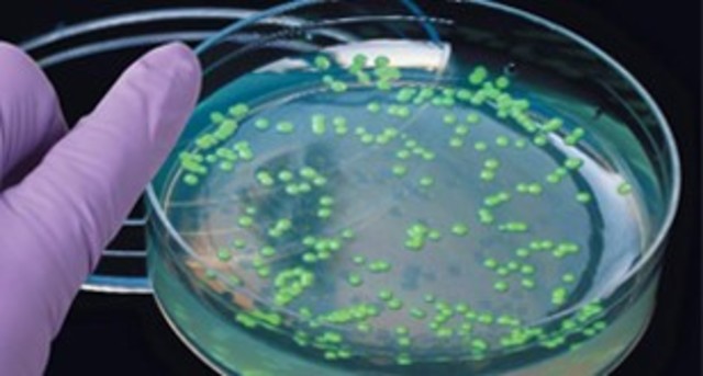 Osuma Shimomura Martin Chalpie Roger