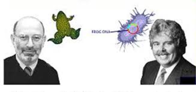Organismo transgenico