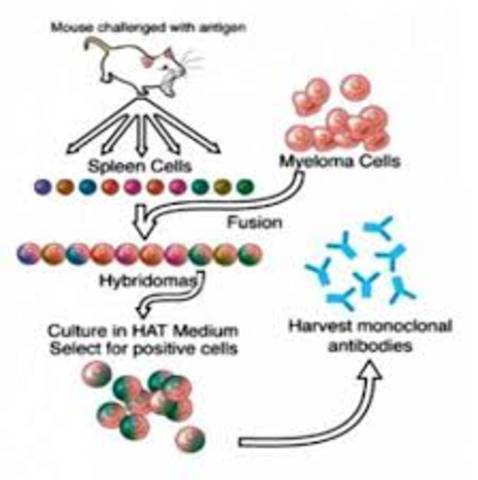 Cuerpos en hibridoma