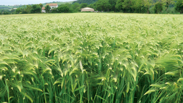 The Invention of Crop Rotation