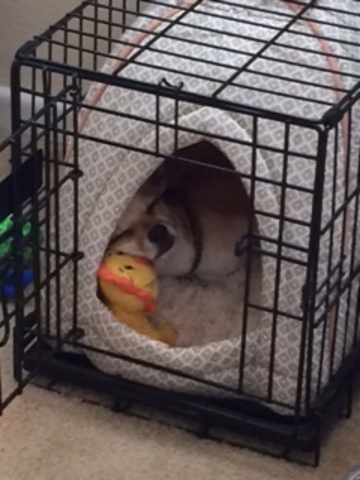 I adopted my best friend Max