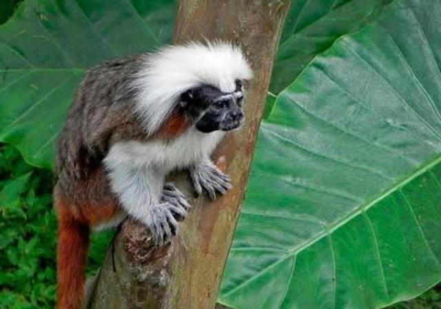 Hace 47 Millones de años