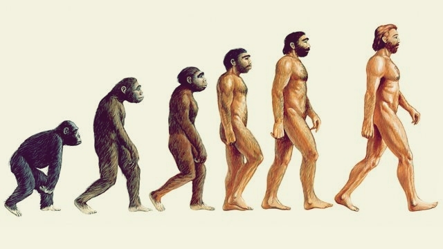 Evolución del primate