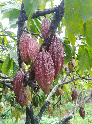 Economic Activity_agriculture