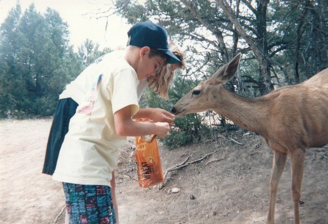 Feeding Deer
