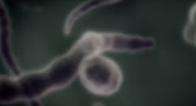 Creación de bacteria unicelulares.