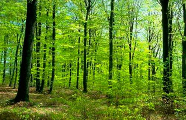 Preservación de bosques