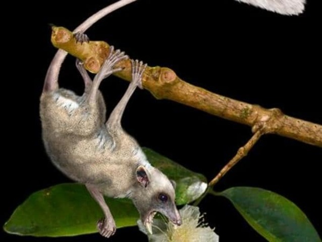 47 a 20 millones de años: Primates y montañas ancestrales