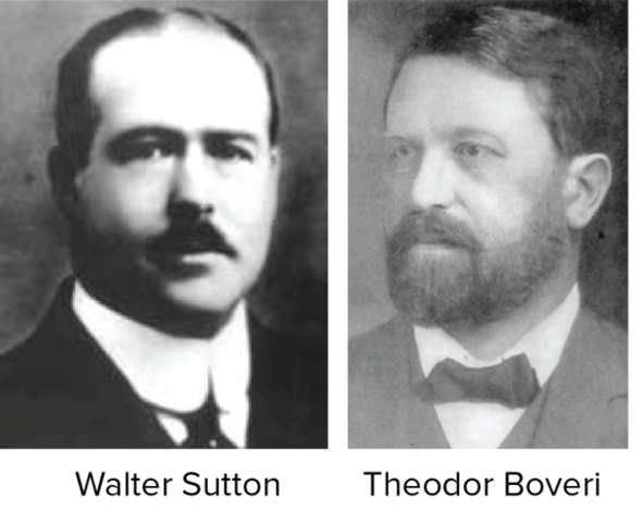 Tradición mendeliana en la genética fundada por Walter Sutton y el alemán Theodor Boveri
