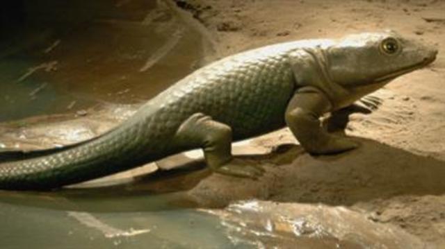 Evolución de cuadrúpedos.