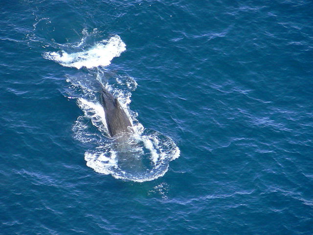 Conferencia sobre las Naciones Unidas y el medio ambiente
