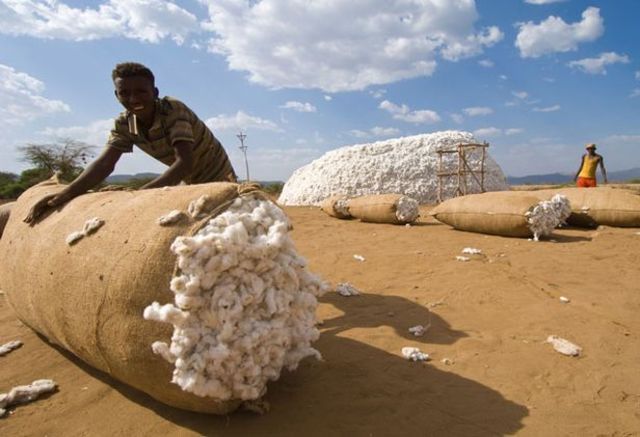 Producción de algodón en Malí