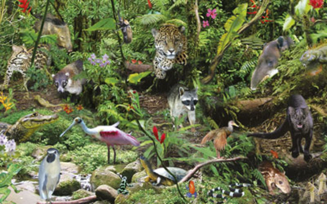 Vida animal y vegetal