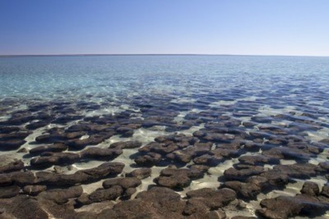Estromatolitos (columnas de bacterias) producen oxigeno por medio de la fotosíntesis y así se crea la atmósfera