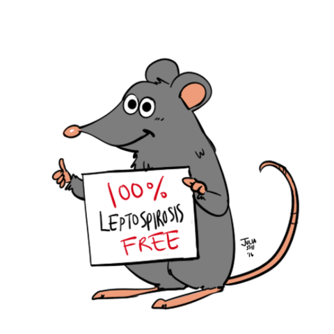 Leptospirosis