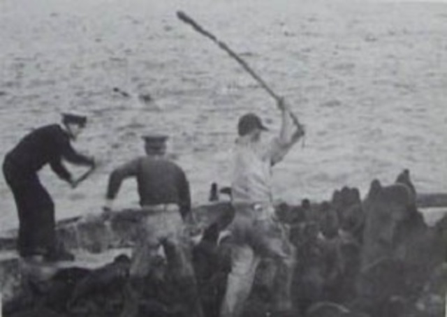 Conservación de Focas