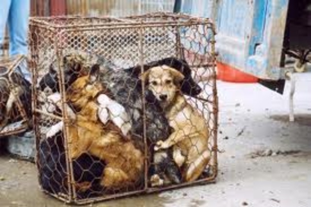 Unclaimed stray dogs in Shanghai to be put down