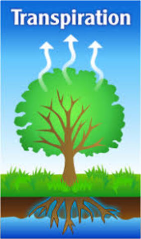 TRANSPIRACIÓN