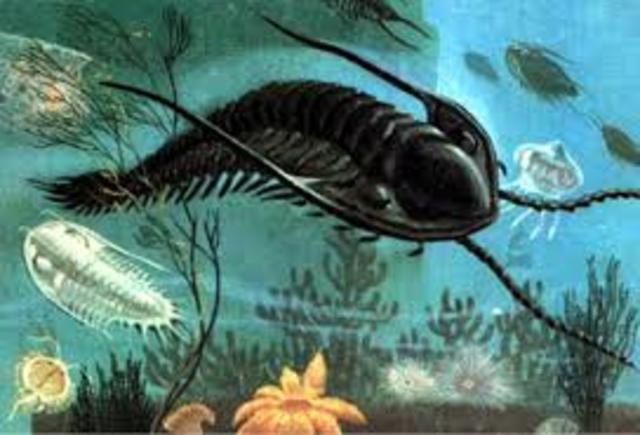 Aparición de plantas y animales en el océano gracias a la evolución de las bacterias