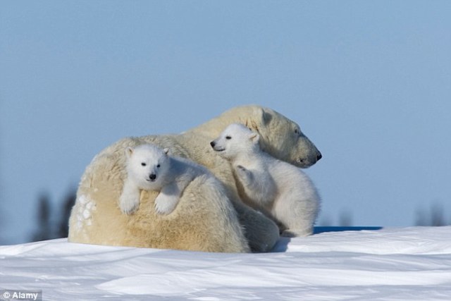 Extinction of Polar Bears
