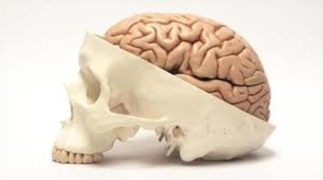 mejoras del cerebro humano
