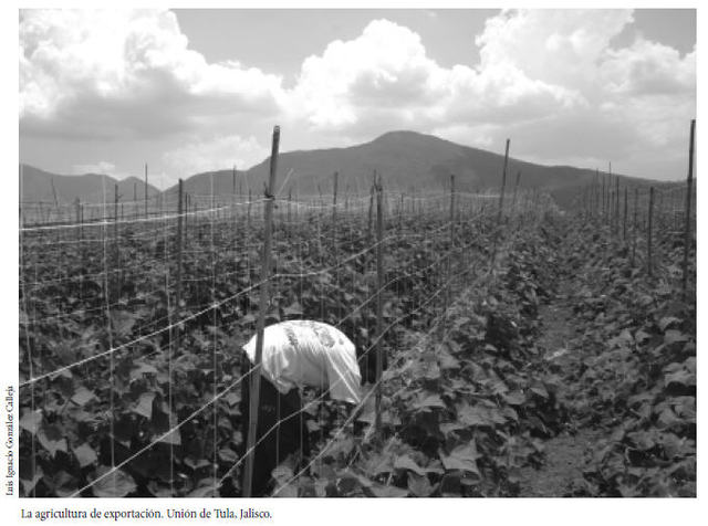 Surgimiento del movimiento cooperativo en el sector agropecuario