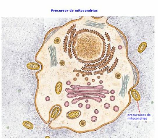 Aparición de la célula procariota